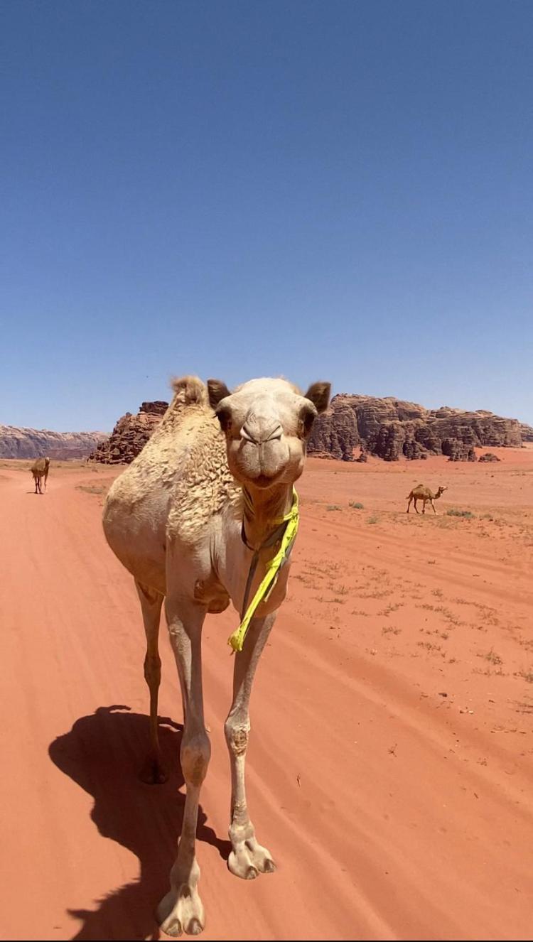 Wadi Rum Bedouin Heart Camp Bagian luar foto