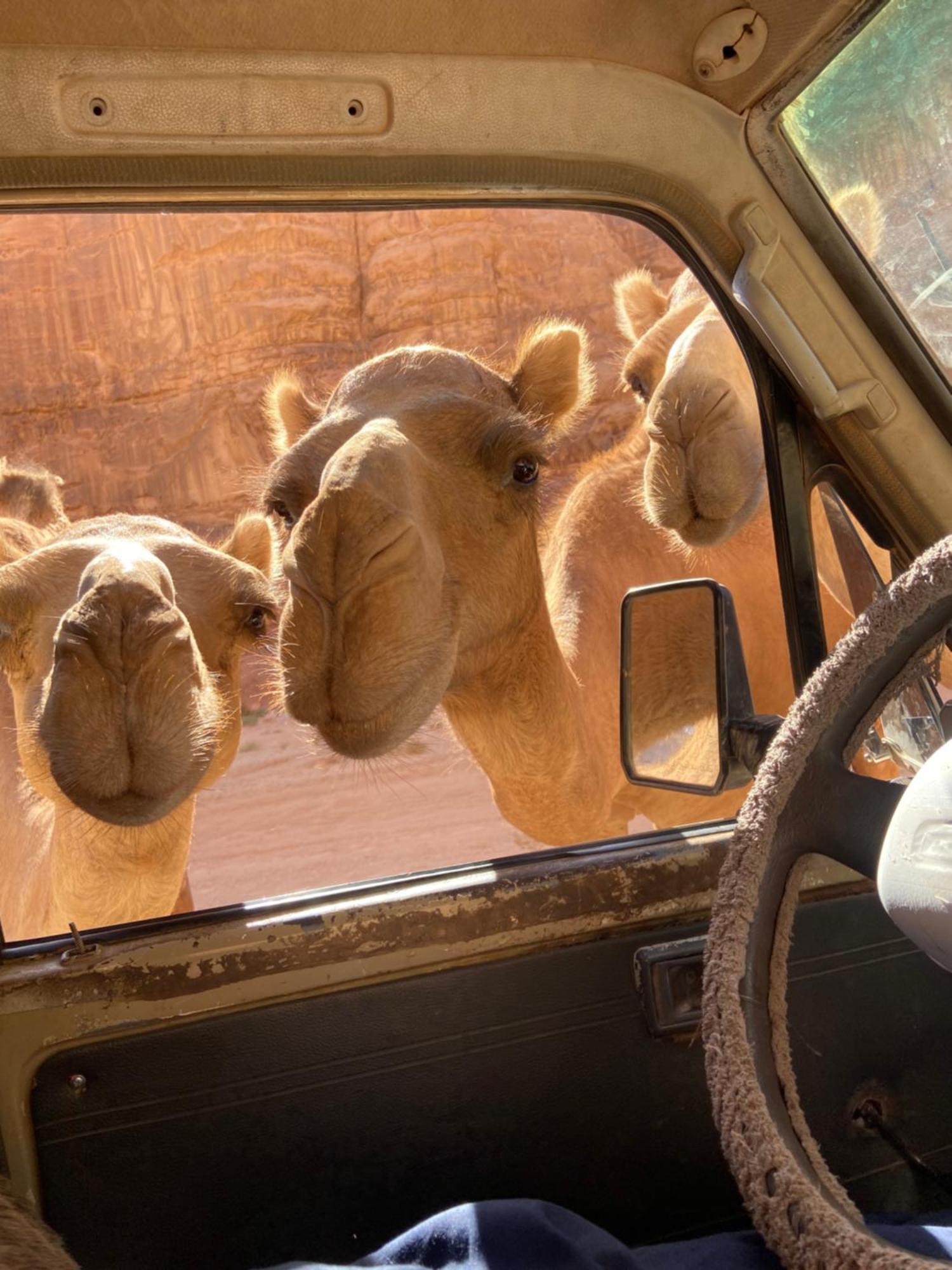 Wadi Rum Bedouin Heart Camp Bagian luar foto