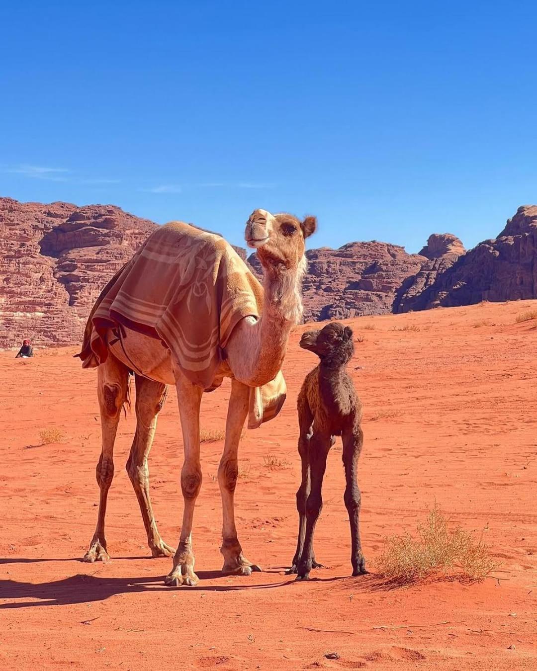 Wadi Rum Bedouin Heart Camp Bagian luar foto